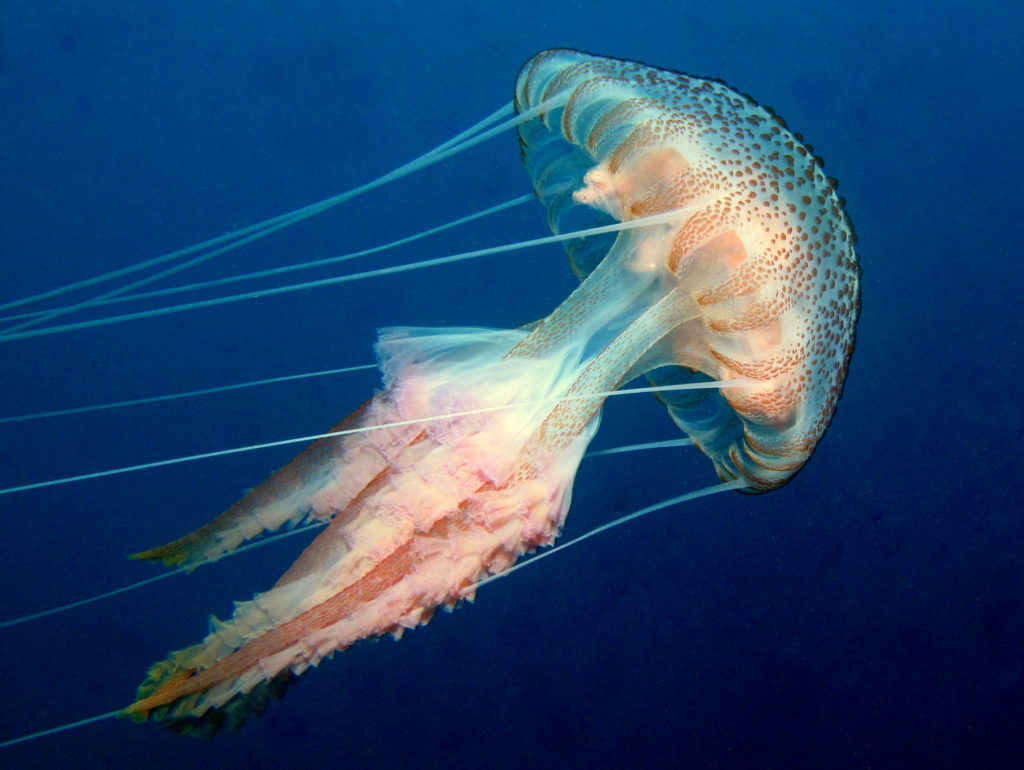Μέδουσα του είδους Pelagia Noctiluca, που κατακλύζει τις ελληνικές ακτές Ενημερωτικό αρθρο του Ιωαννη Χαβελέ Μαστολόγου Ιατρείο Φροντίδας Μαστού Πάτρας Μέδουσα του είδους Pelagia Noctiluca, που κατακλύζει τις ελληνικές ακτές Ενημερωτικό αρθρο του Ιωαννη Χαβελέ Μαστολόγου Ιατρείο Φροντίδας Μαστού Πάτρας